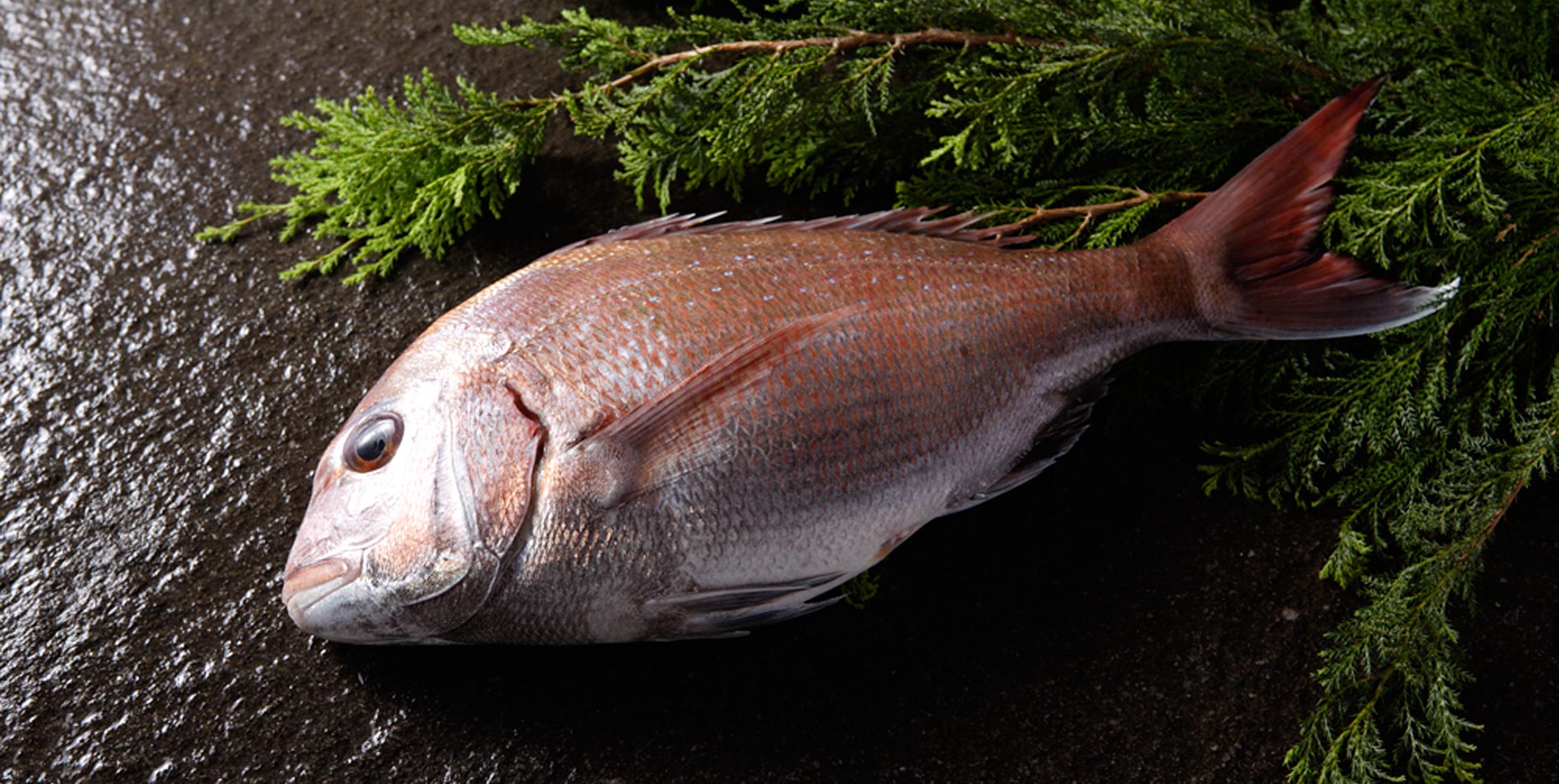 ホテルアナガ 釣り