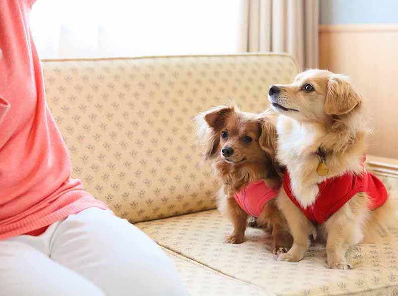 愛犬と過ごす淡路島リゾート：ドギー・ヴィラ（創作フレンチ）