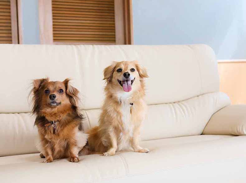 愛犬と過ごす淡路島リゾート：ドギー・ヴィラ・オーベルジュ（料理長おまかせ会席）