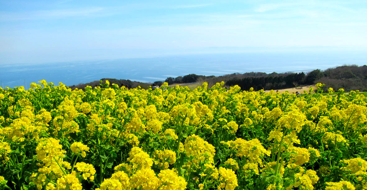 ラッタッタ　タラッタッタ　菜の花のワルツ　淡路の丘に