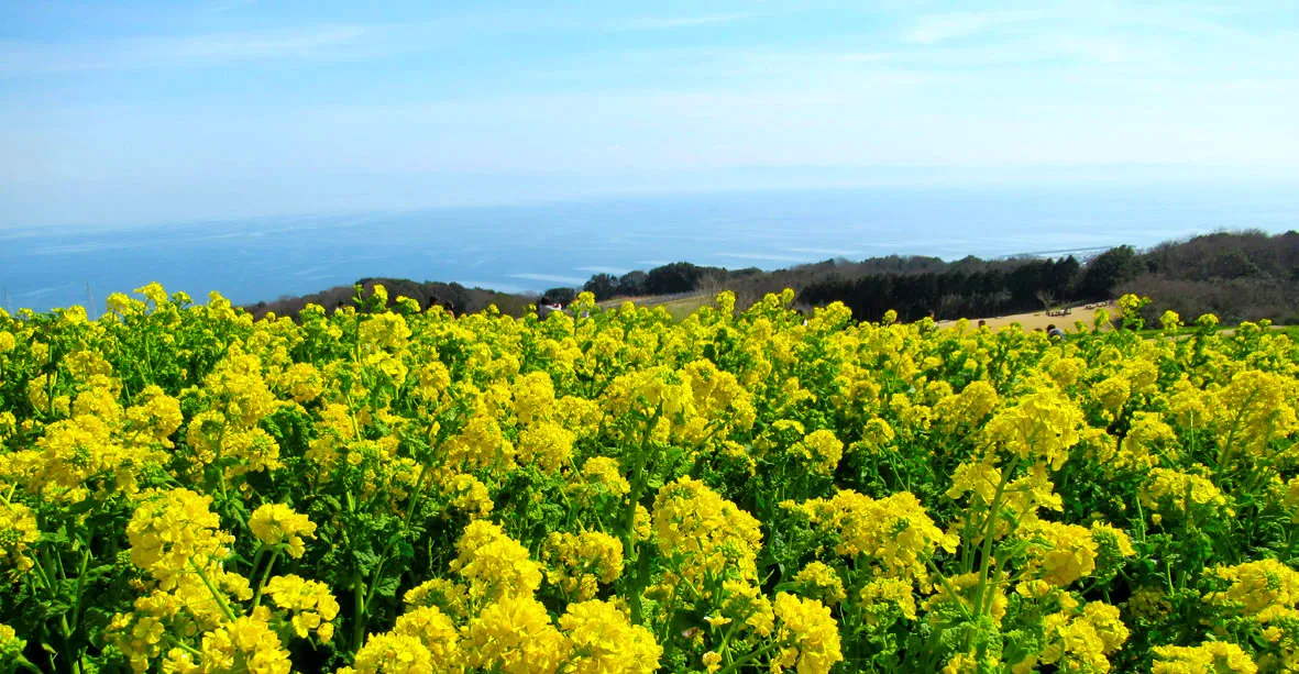 ラッタッタ タラッタッタ 菜の花のワルツ 淡路の丘に