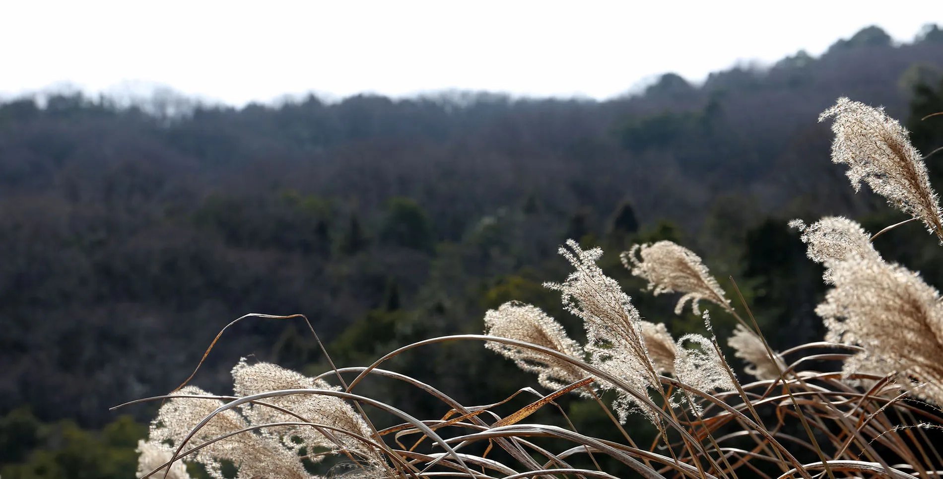 冬の歩み 凜々と
